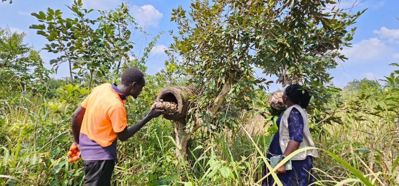 Mission Uganda staff inspecting beehives